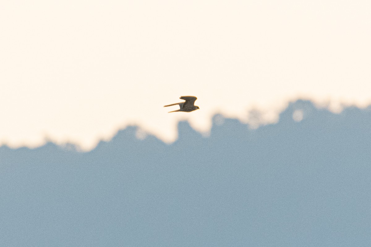 紅腳隼 - ML645257543