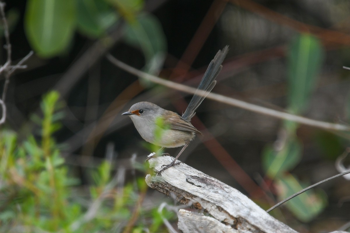 Maluro Elegante - ML645257557