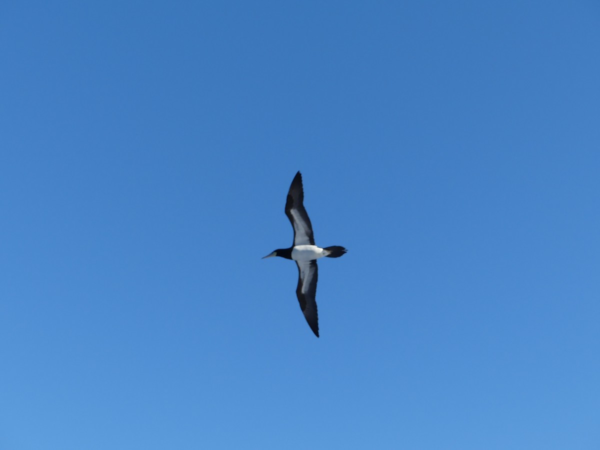 Бурая олуша - ML645257561