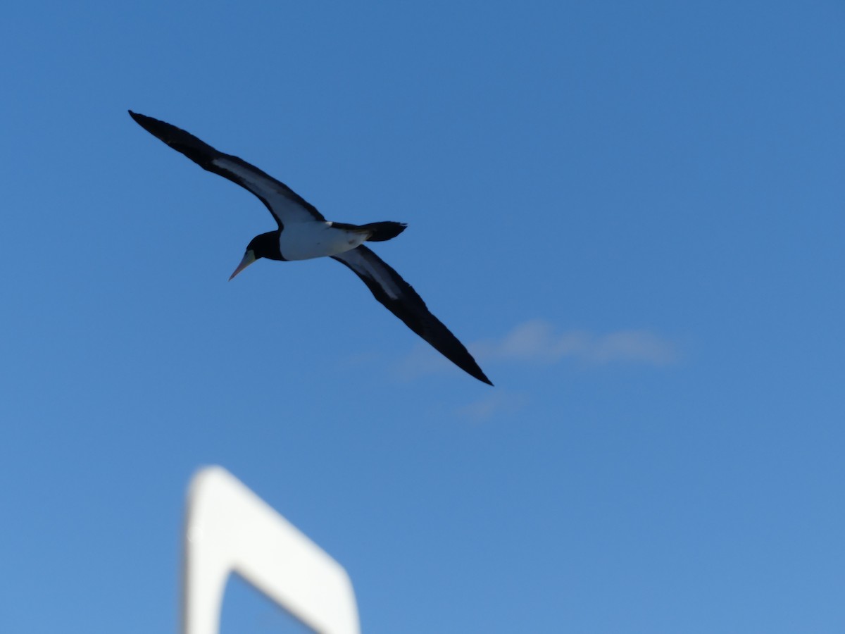 Бурая олуша - ML645257562