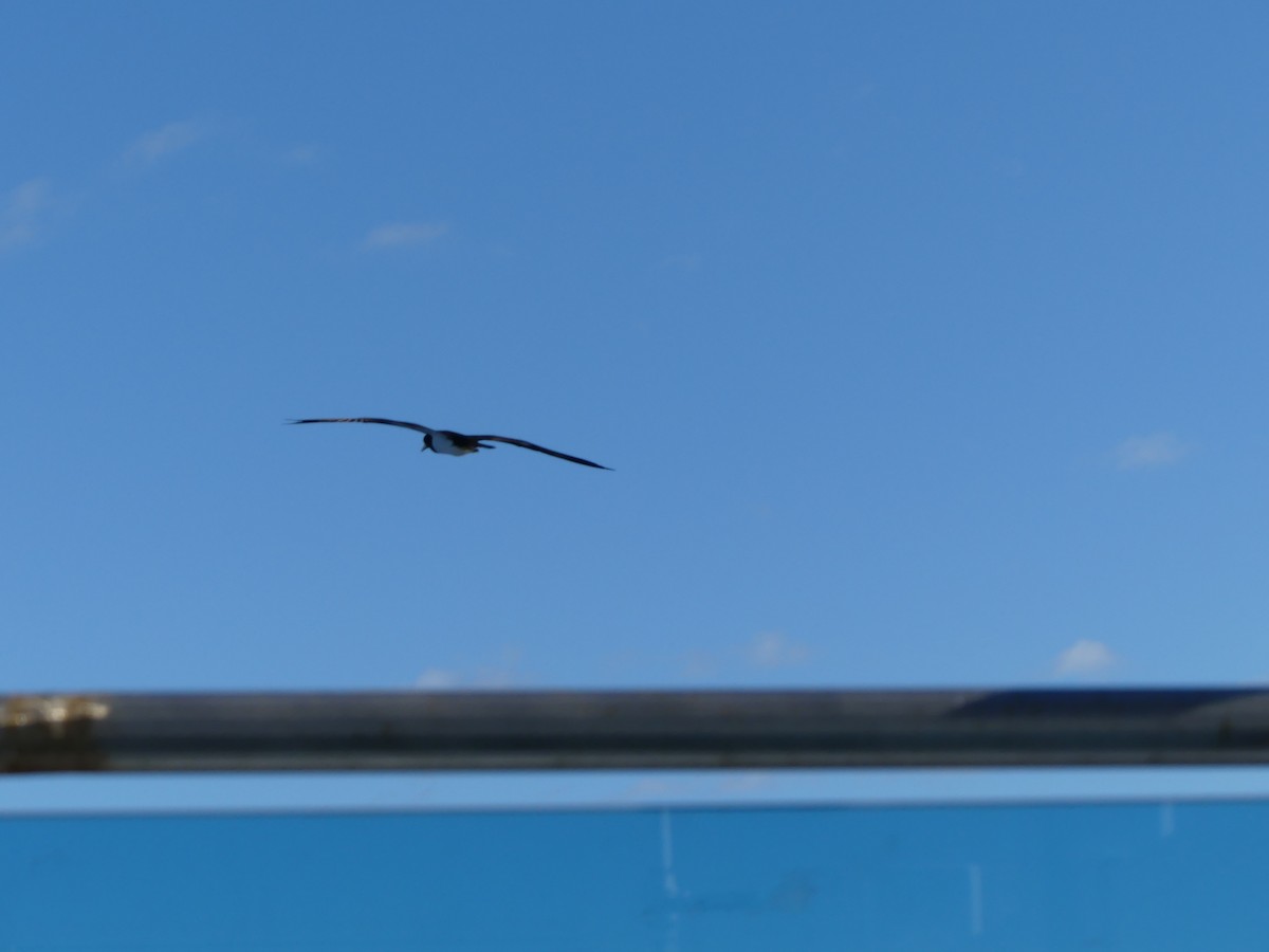 Бурая олуша - ML645257563