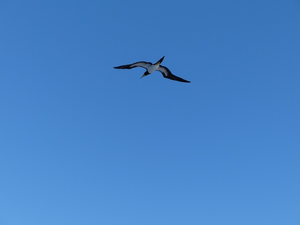 Бурая олуша - ML645257565