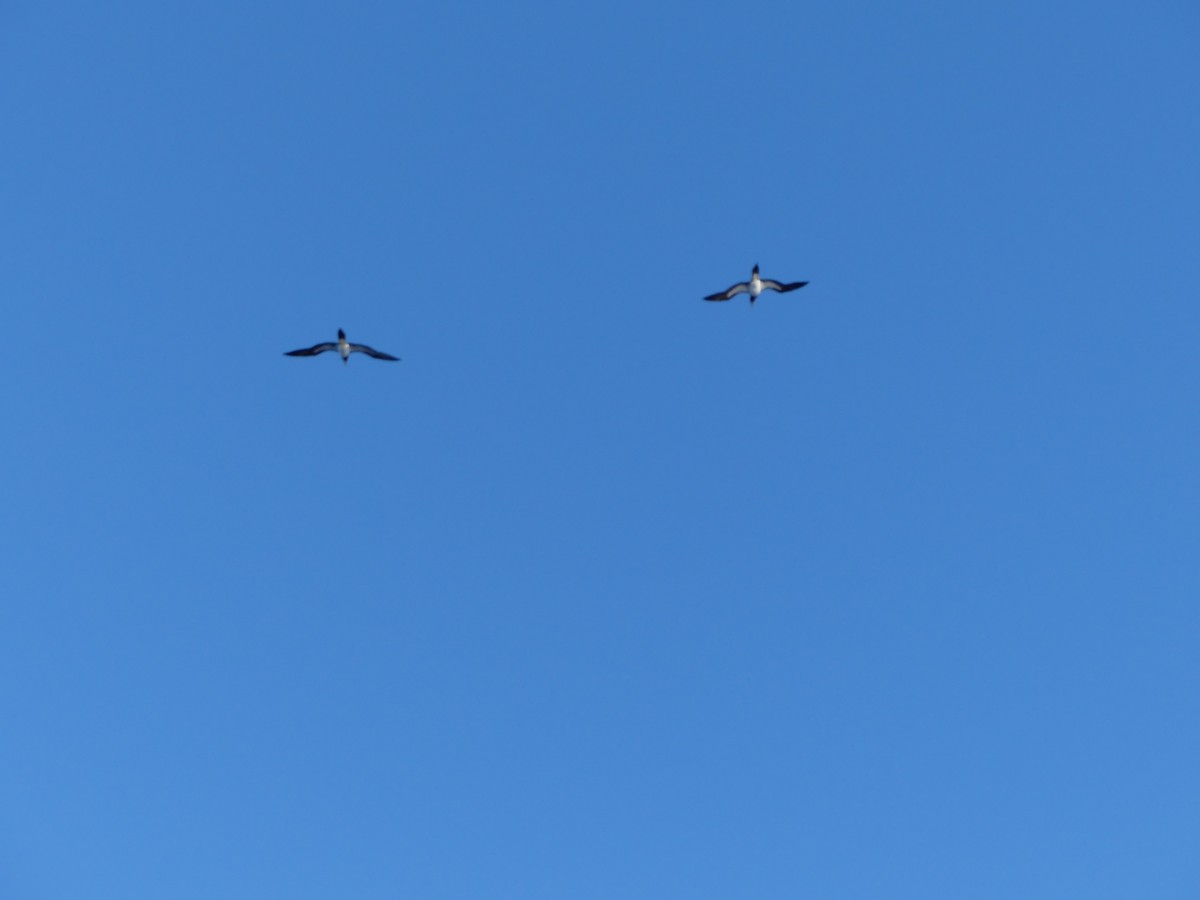 Бурая олуша - ML645257566