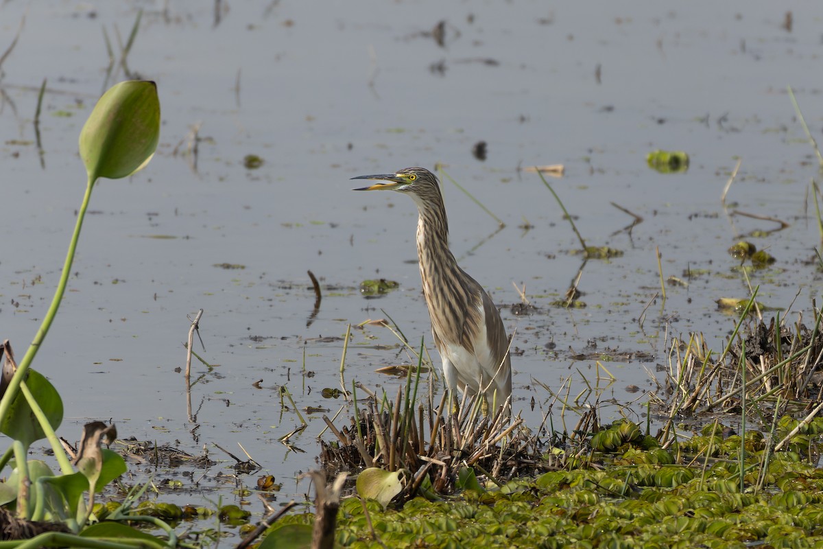Indian Pond-Heron - ML645257570