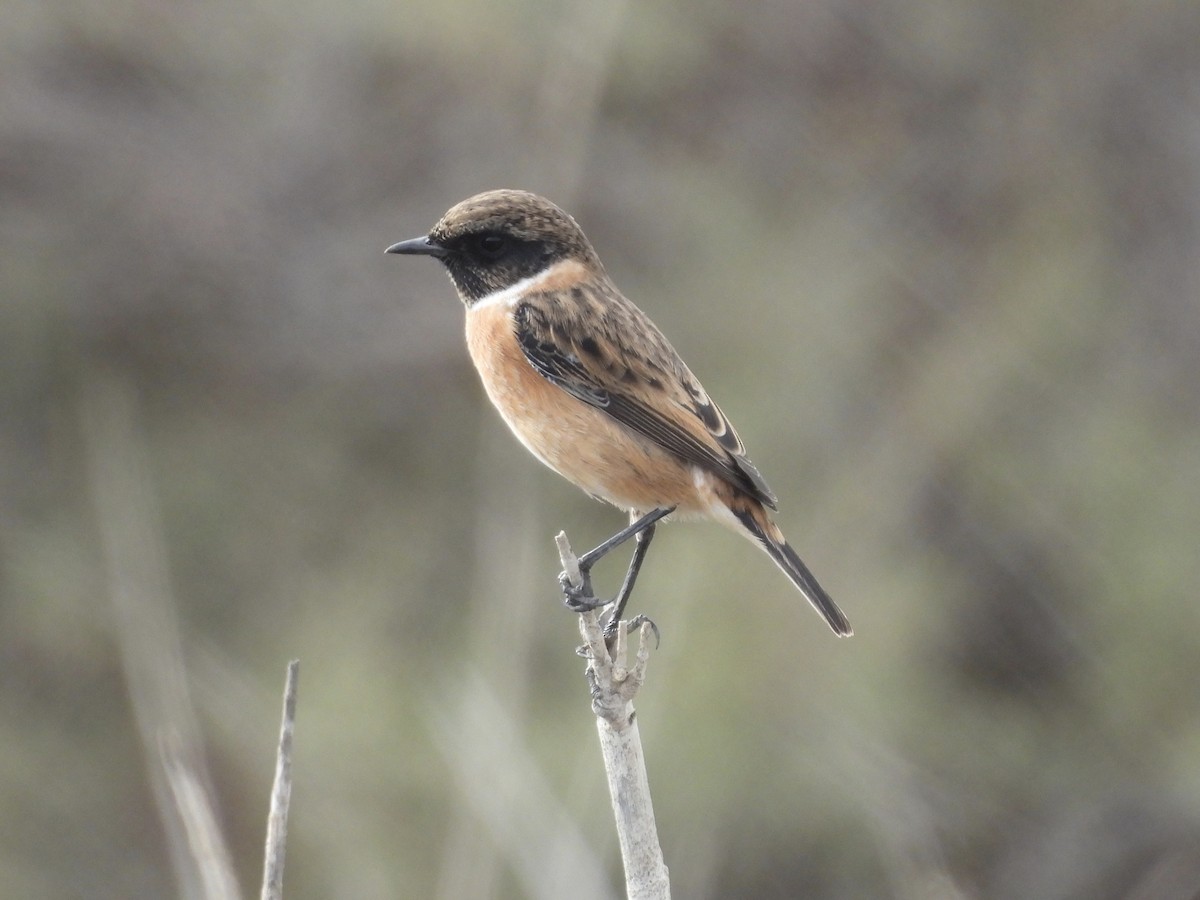 European Stonechat - ML645257576