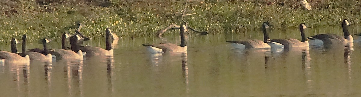 Canada Goose - ML645257584