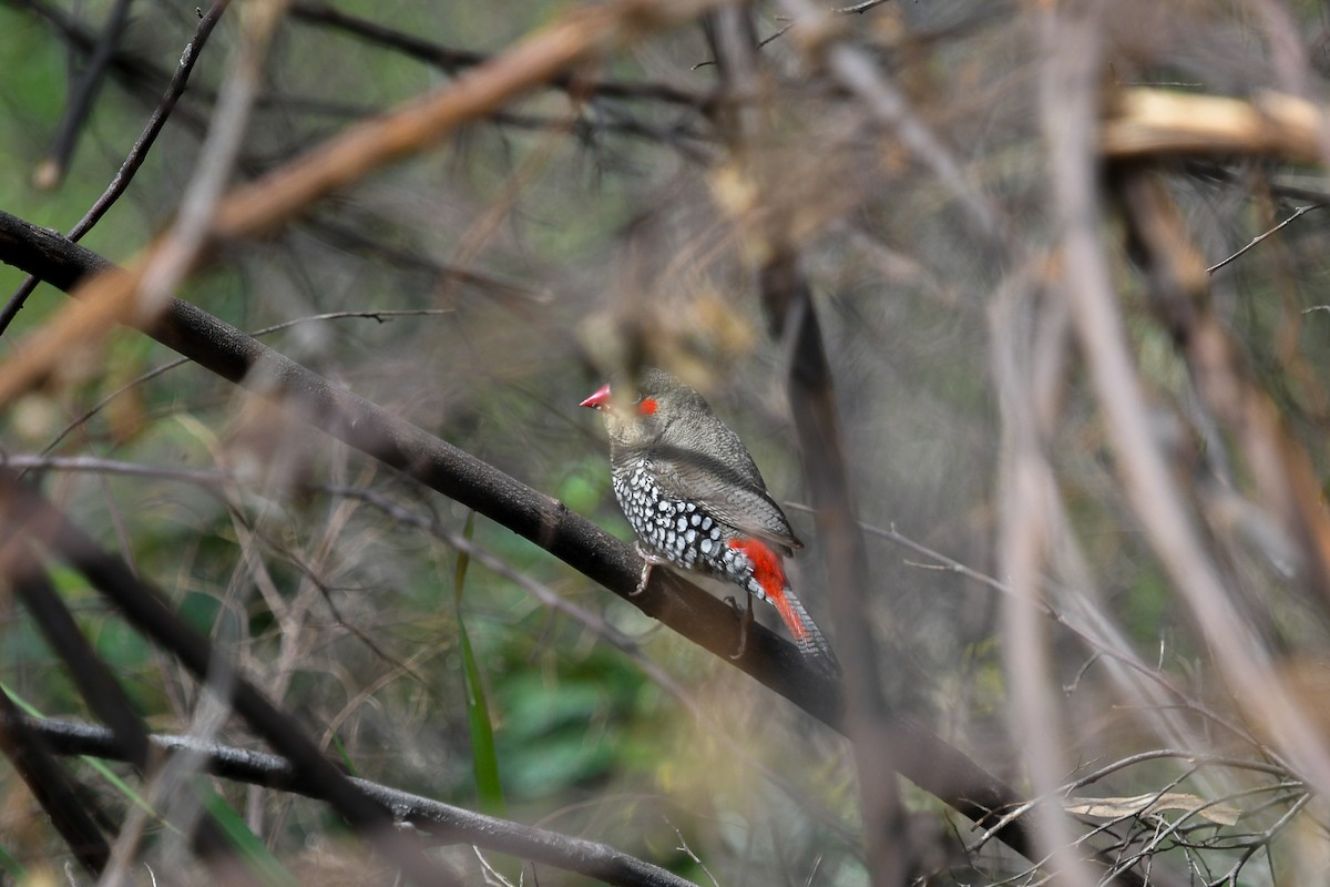 Red-eared Firetail - ML645257590