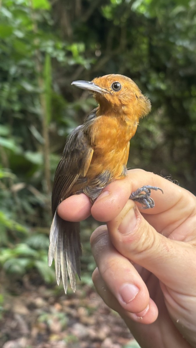 Riparian Antbird - ML645257606