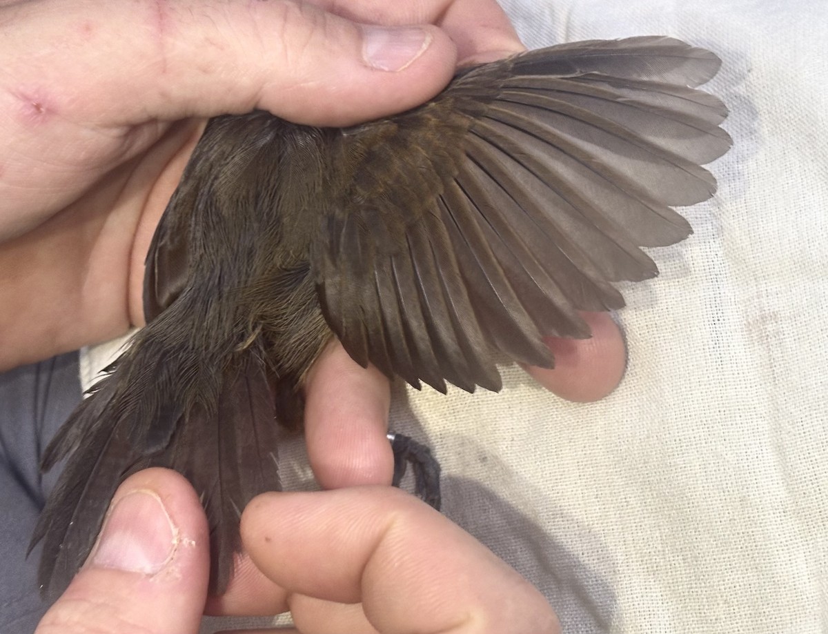 Riparian Antbird - ML645257607