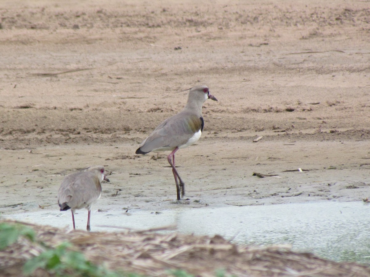 Southern Lapwing - ML645257610