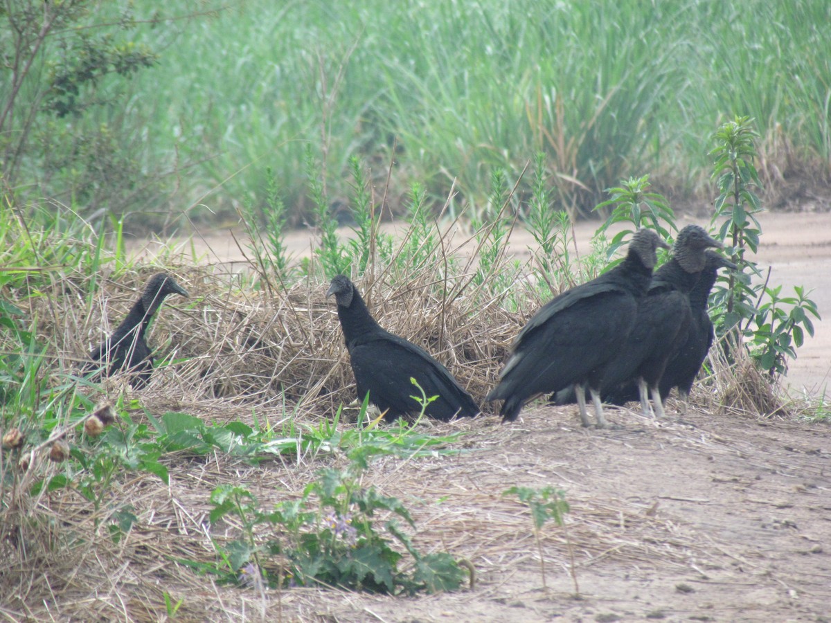 Black Vulture - ML645257619