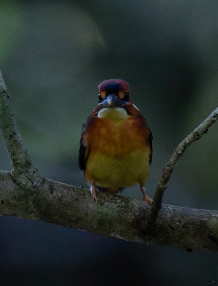 Black-backed Dwarf-Kingfisher - ML645257629