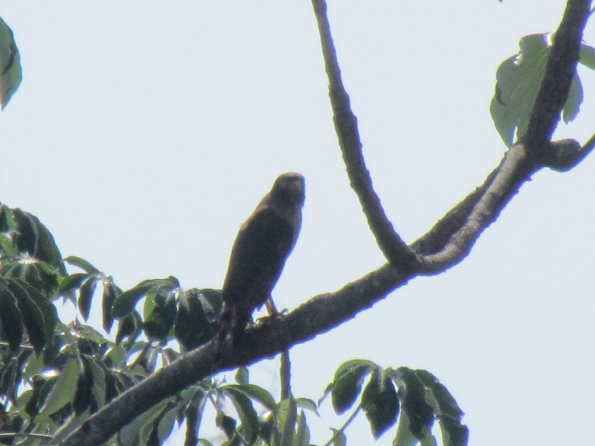 Yol Şahini - ML645257630