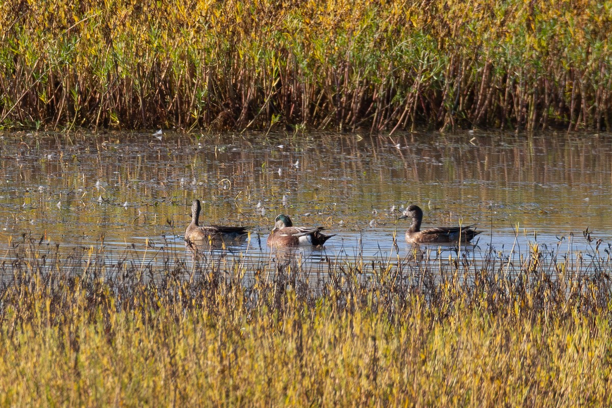 Canard d'Amérique - ML645257652