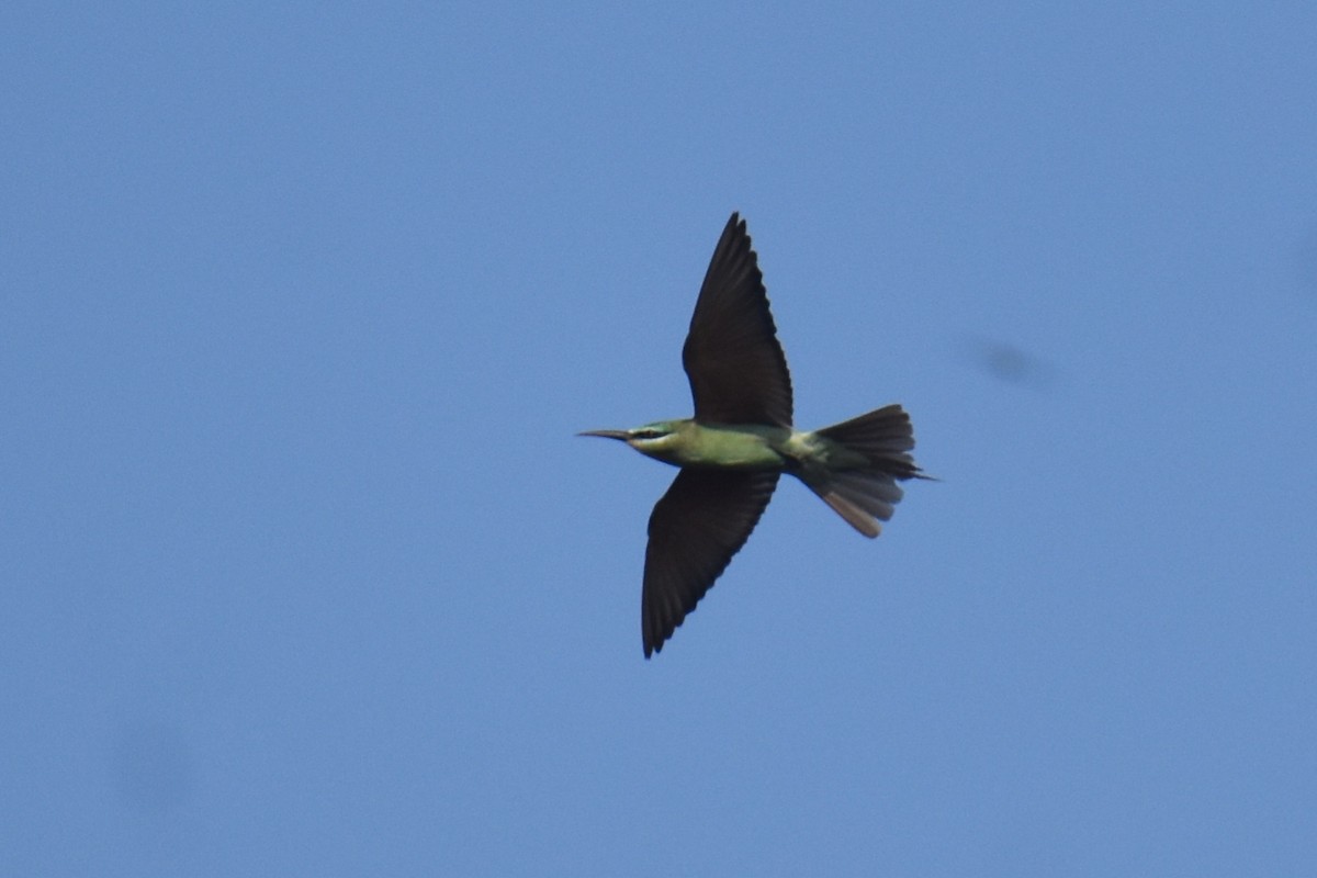 שרקרק ירוק - ML645257660