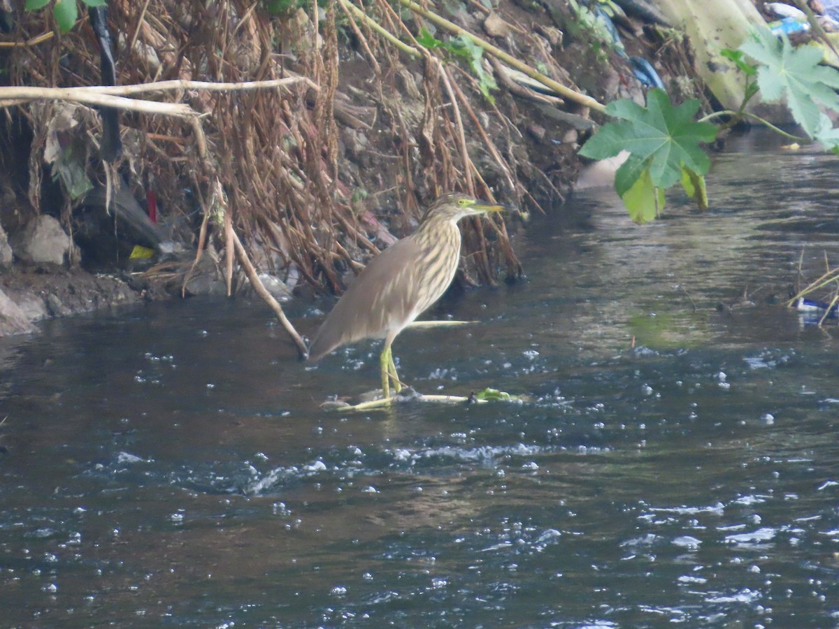 Indian Pond-Heron - ML645257668