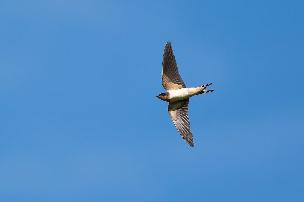 Barn Swallow - ML645257712