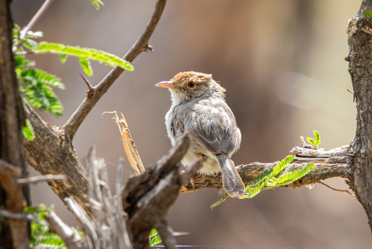 Rattling Cisticola - ML645257715