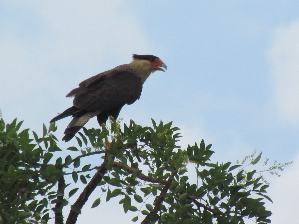 Crested Caracara - ML645257717