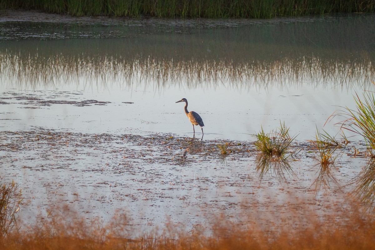 Great Blue Heron - ML645257729