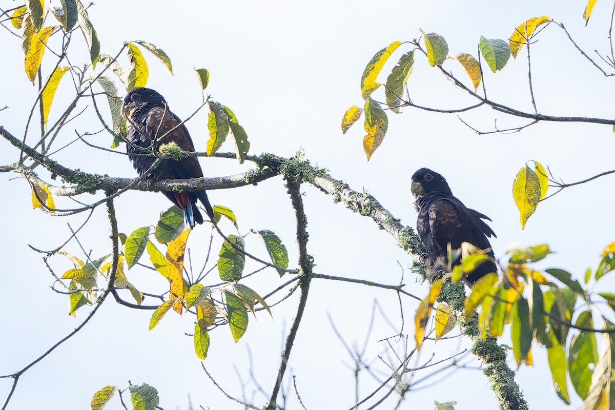 Bronze-winged Parrot - ML645257733