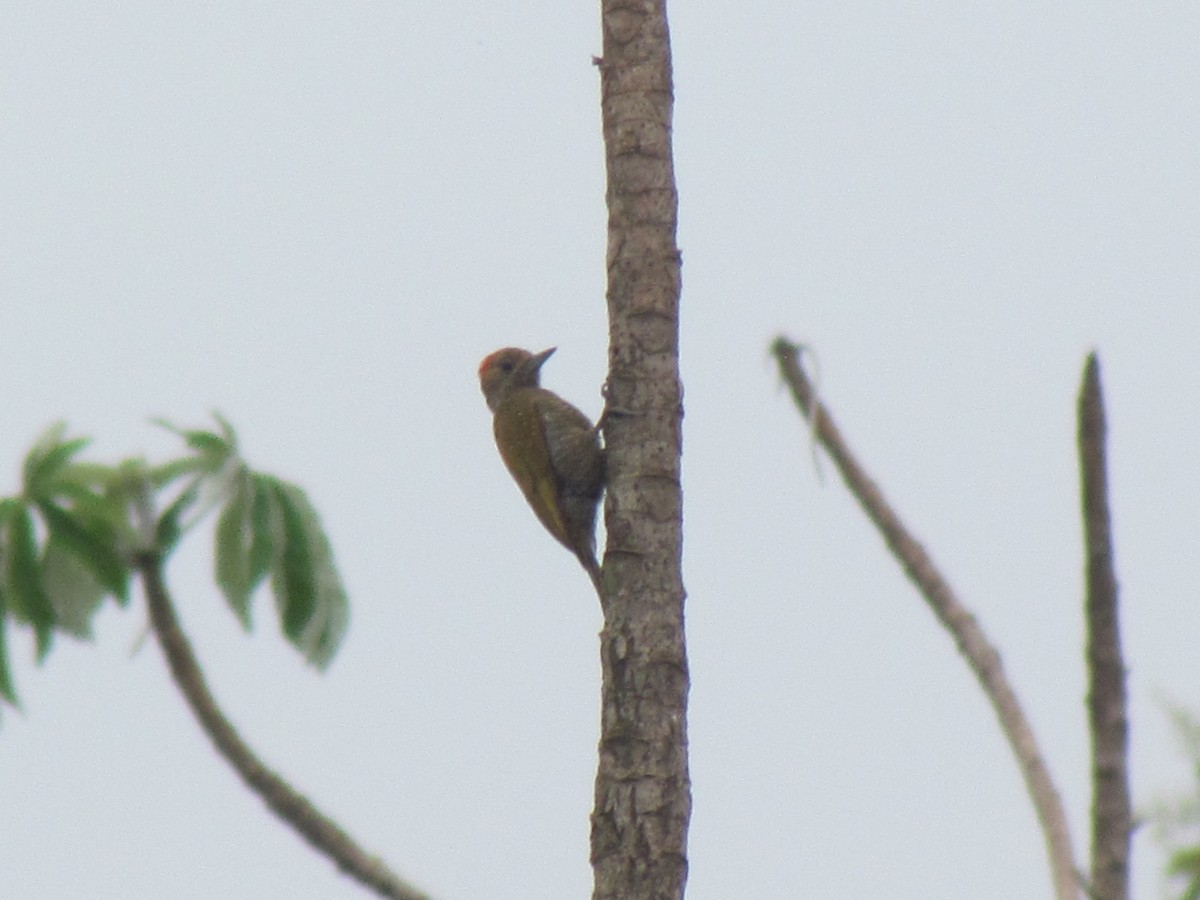 Little Woodpecker - ML645257737