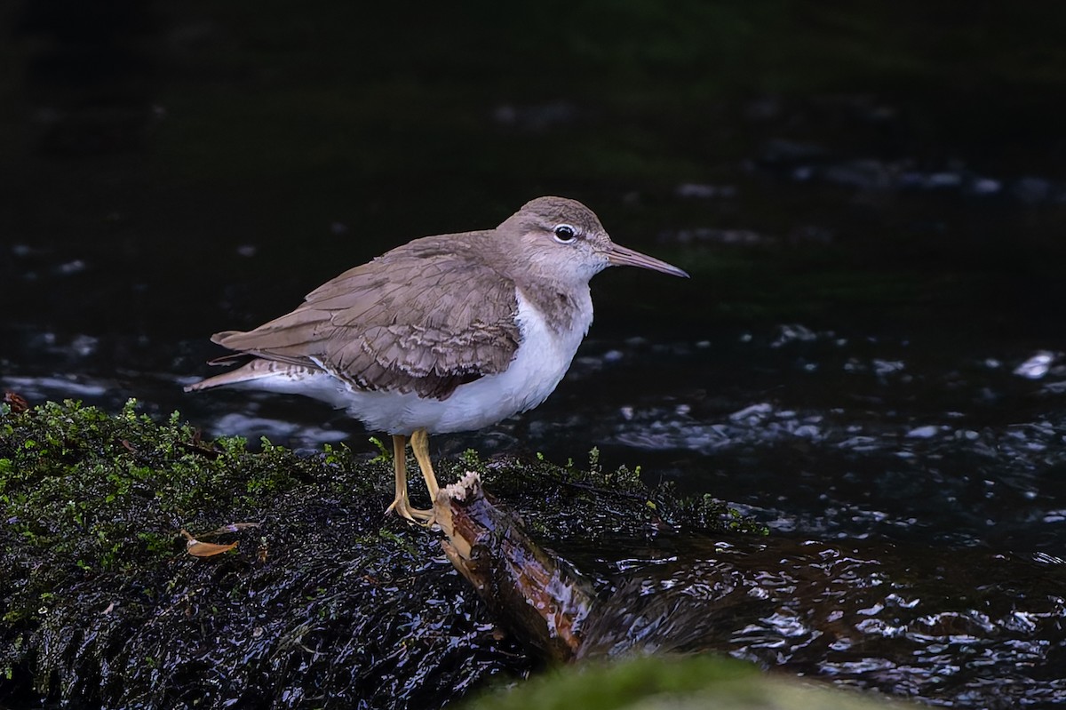 Spotted Sandpiper - ML645257743