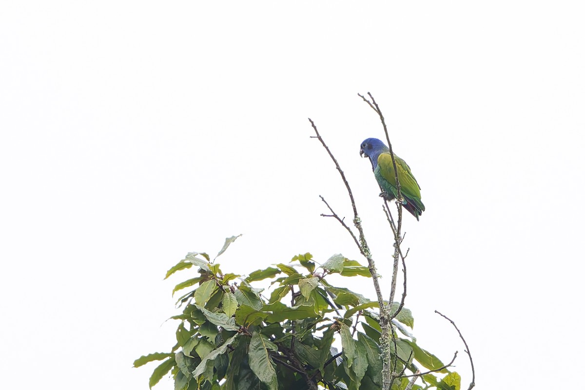 Blue-headed Parrot - ML645257748