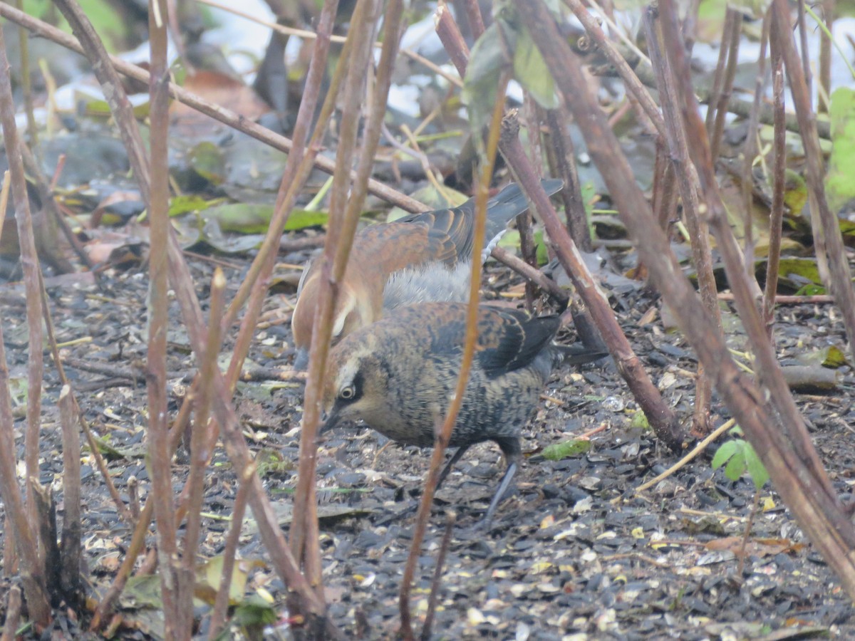 Rusty Blackbird - ML645257753