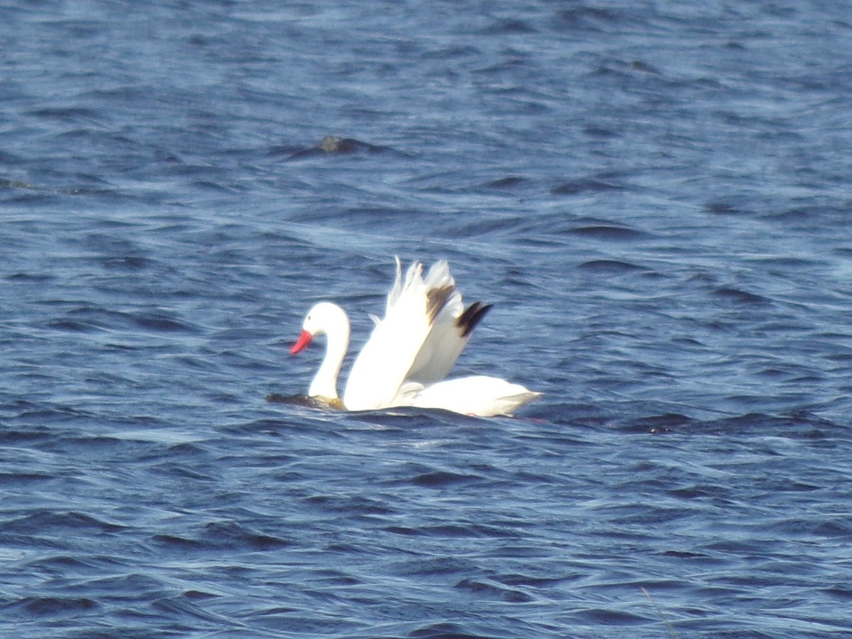 Coscoroba Swan - ML645257754