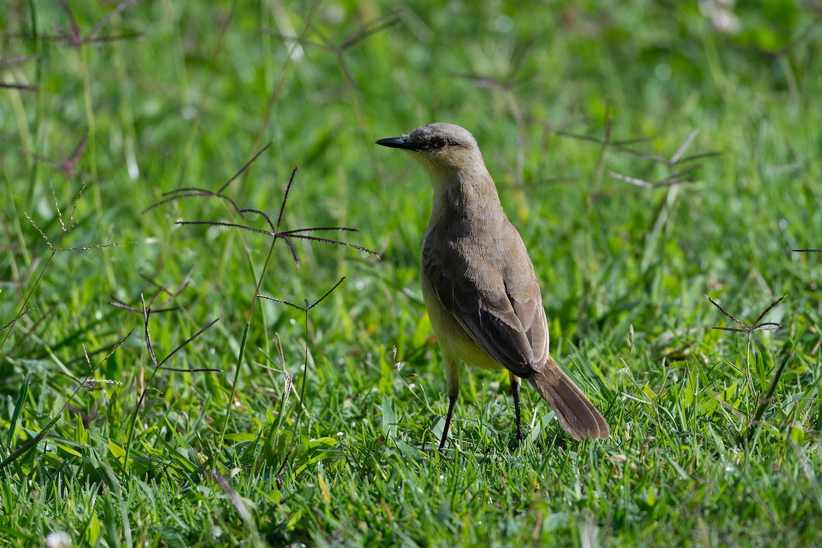 Cattle Tyrant - ML645257755