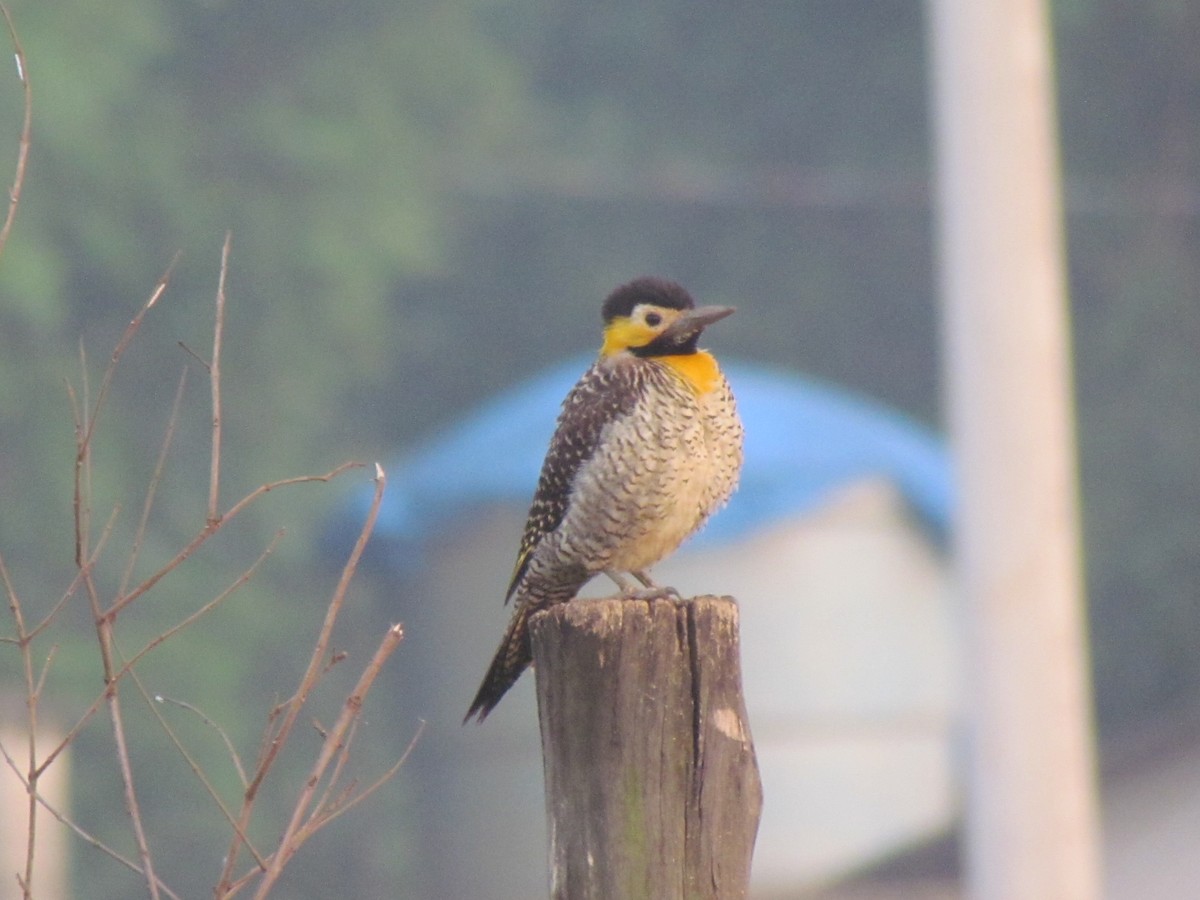 Campo Flicker - ML645257761