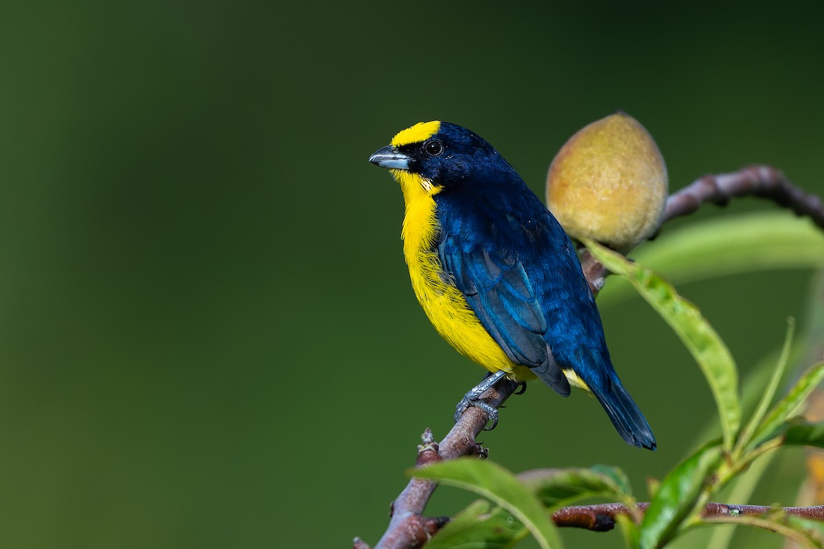 Thick-billed Euphonia - ML645257764
