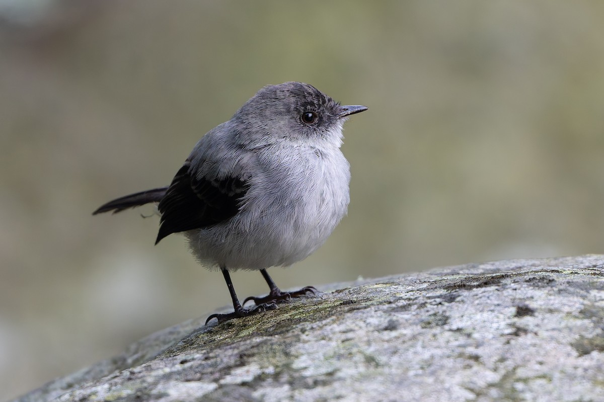 Torrent Tyrannulet - ML645257767