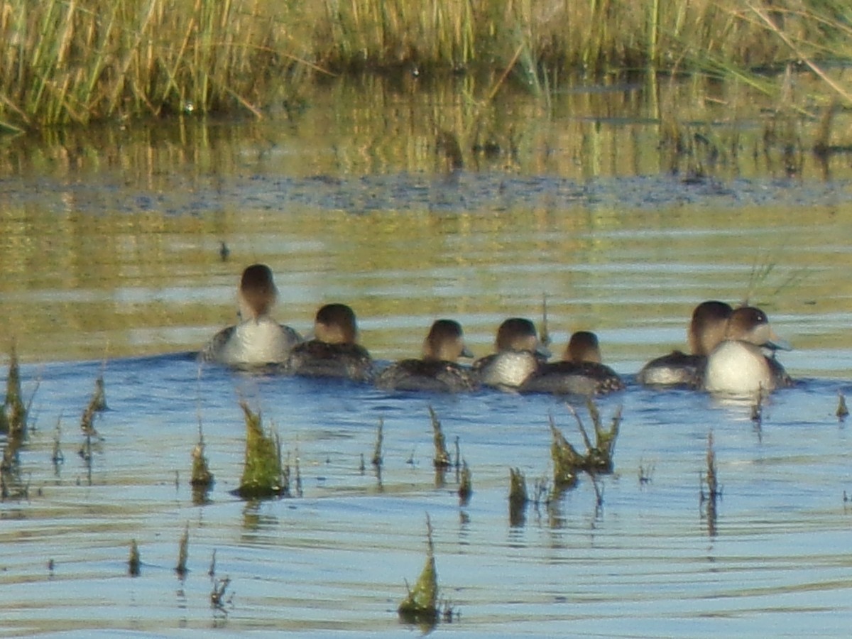 Alzavola argentata - ML645257769