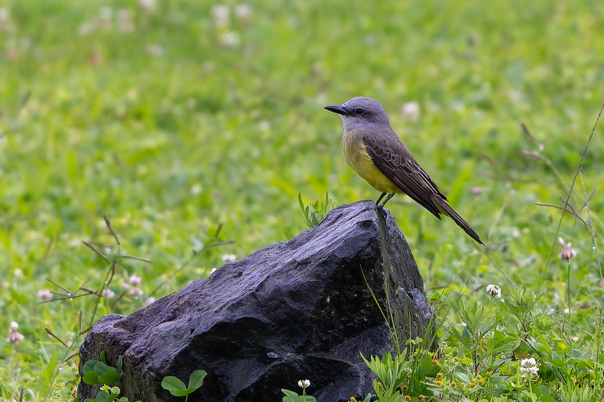 Tropical Kingbird - ML645257771