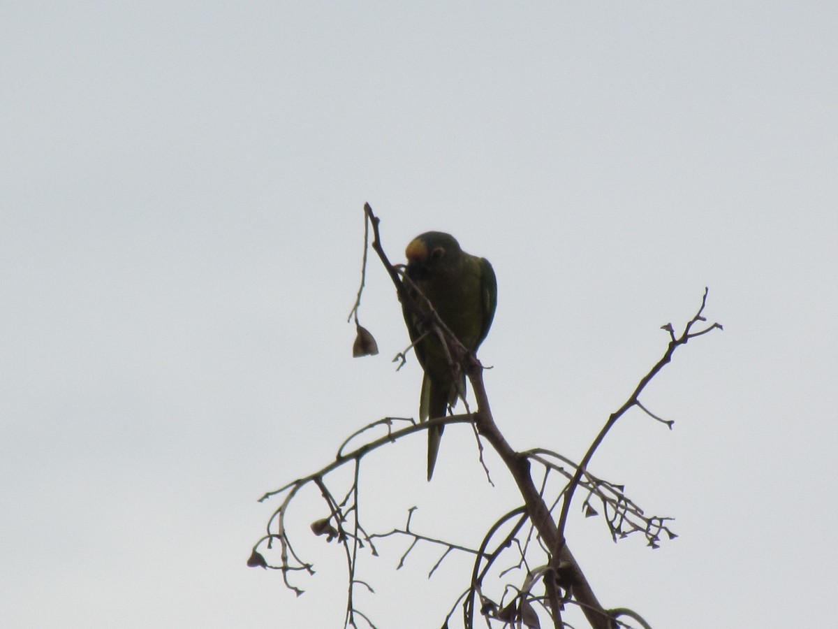 Peach-fronted Parakeet - ML645257774