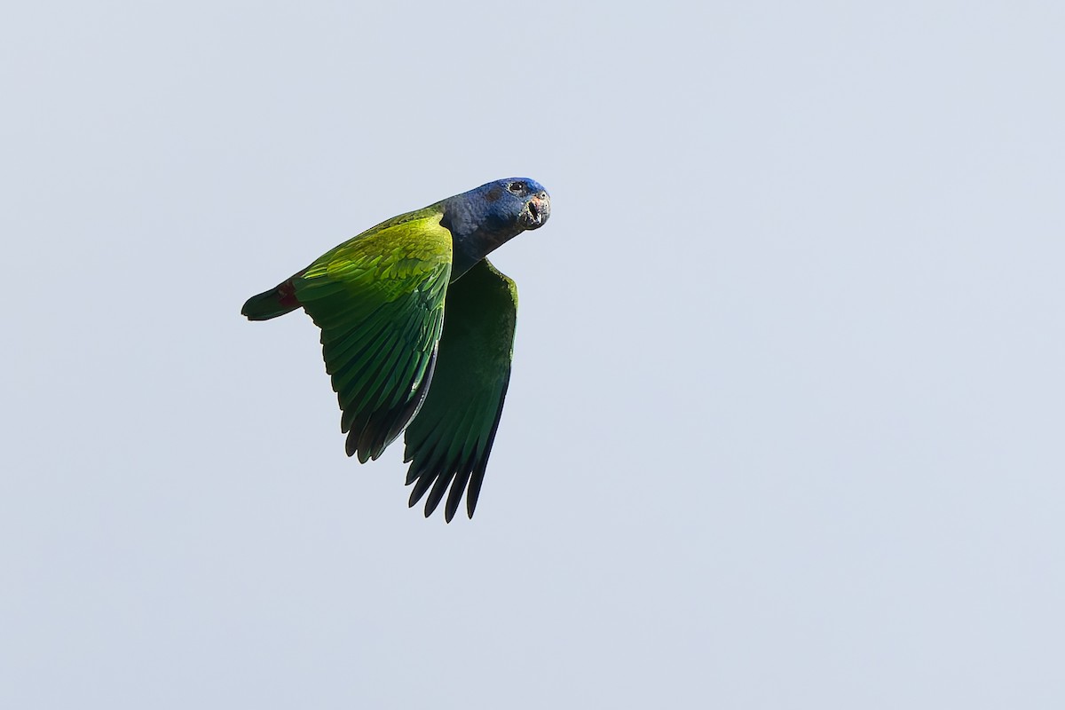 Blue-headed Parrot - ML645257776