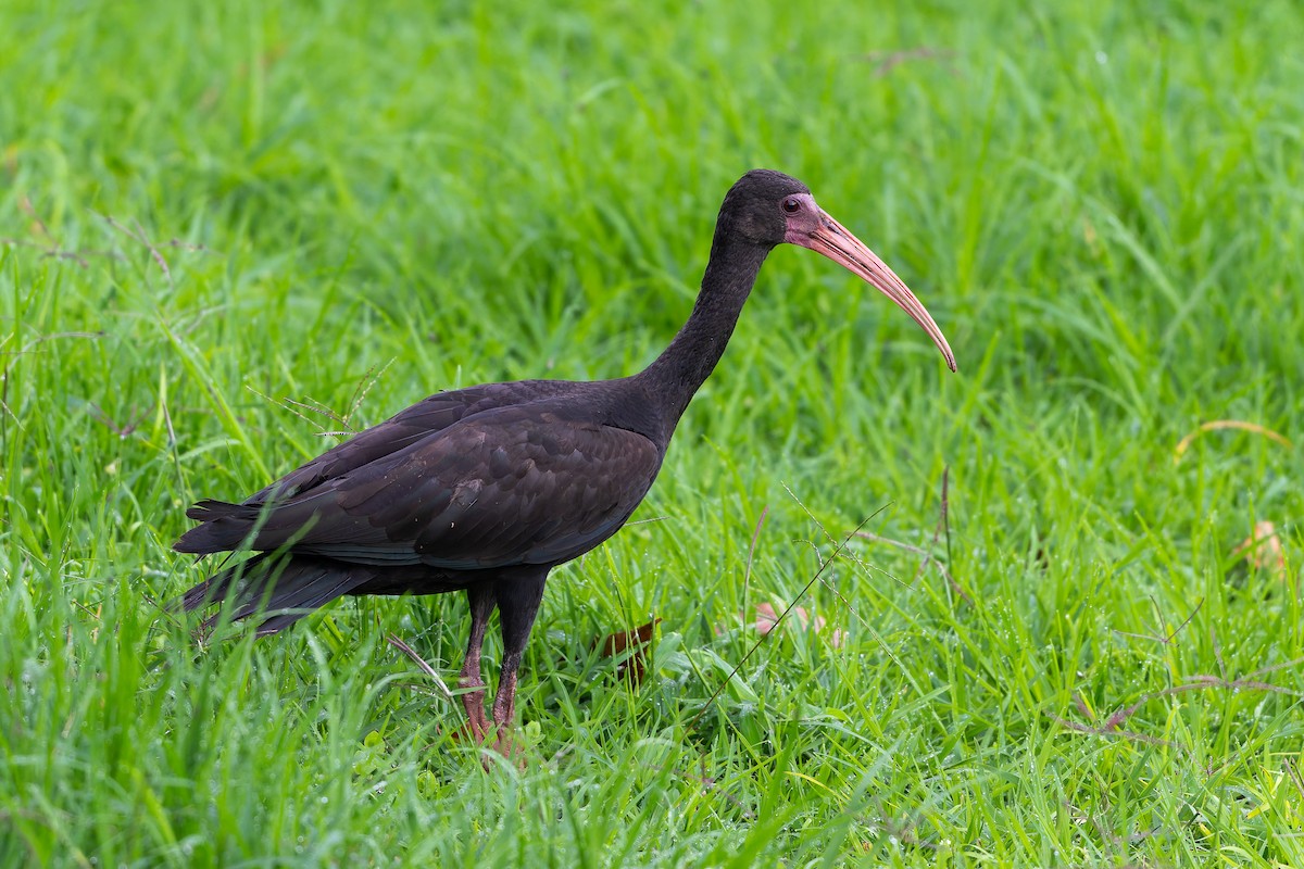 Bare-faced Ibis - ML645257777