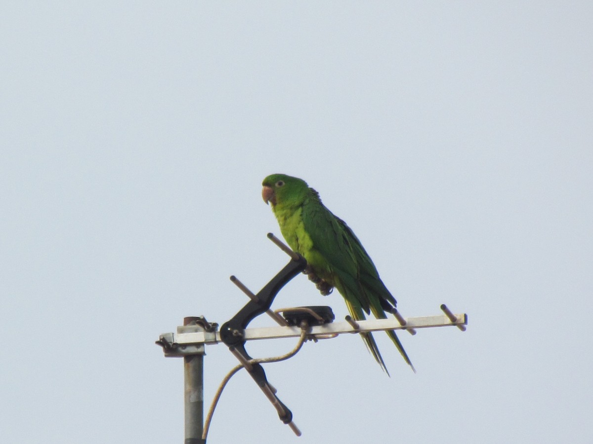 White-eyed Parakeet - ML645257784