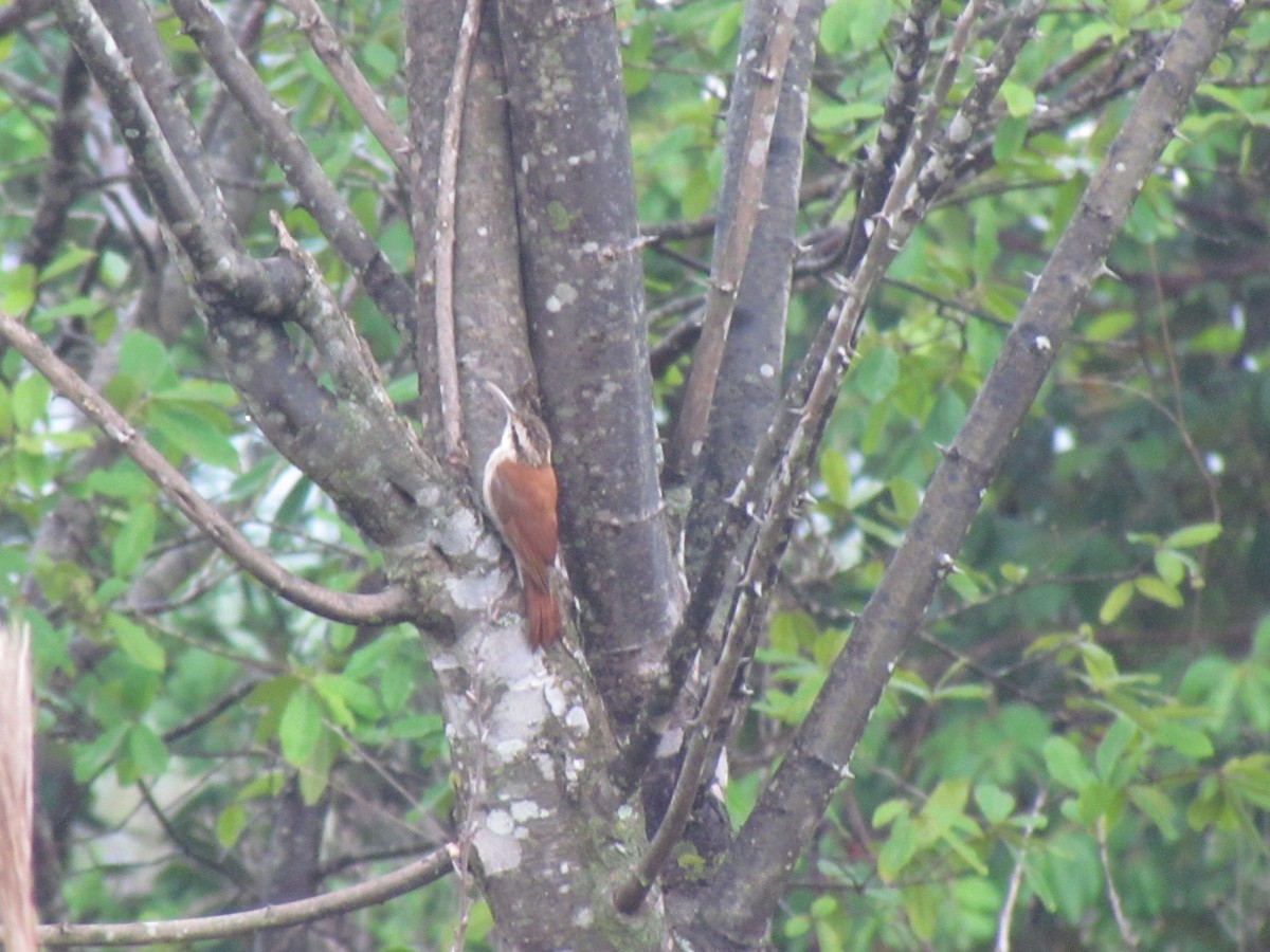 Narrow-billed Woodcreeper - ML645257797