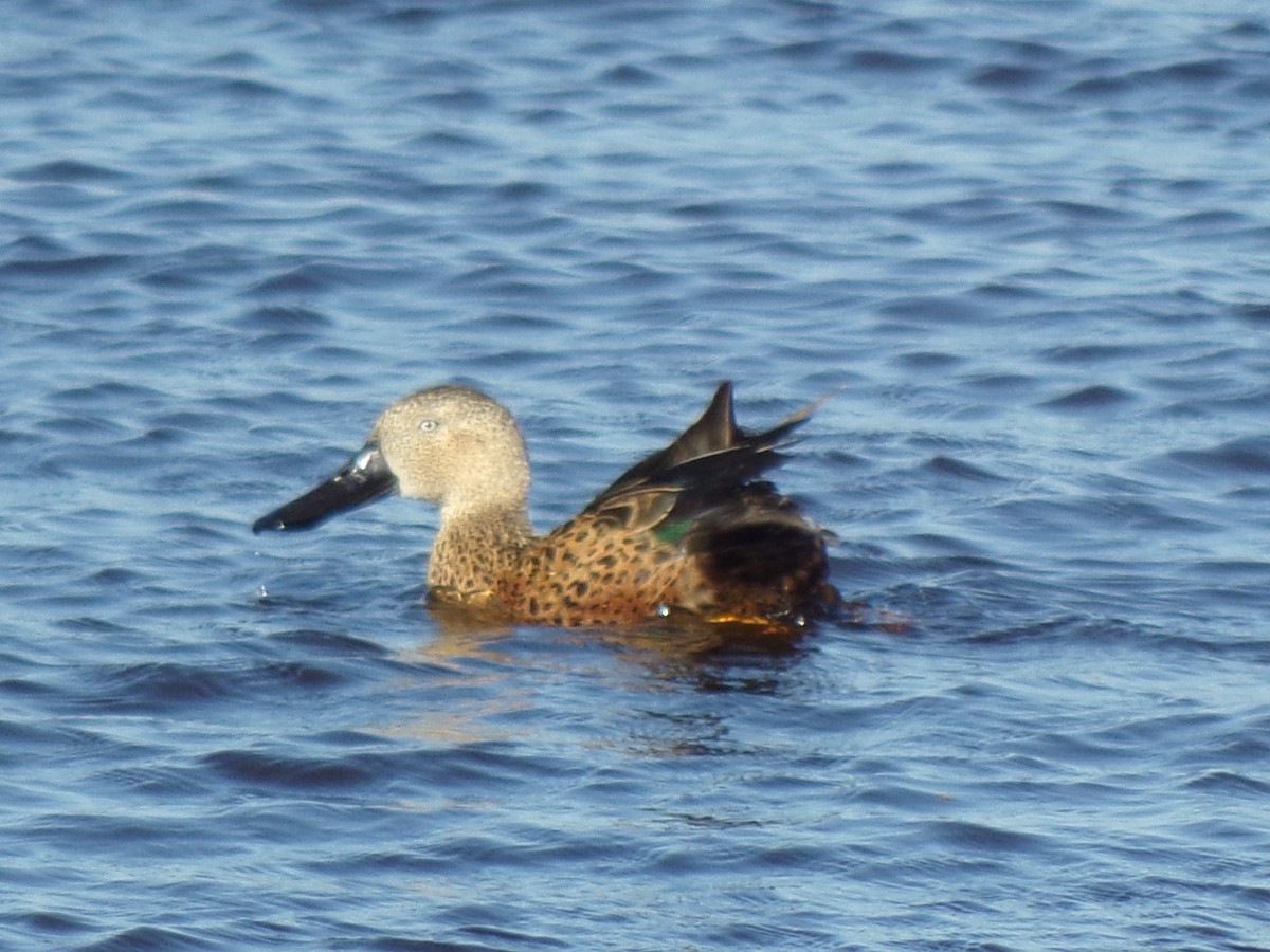 Red Shoveler - ML645257801
