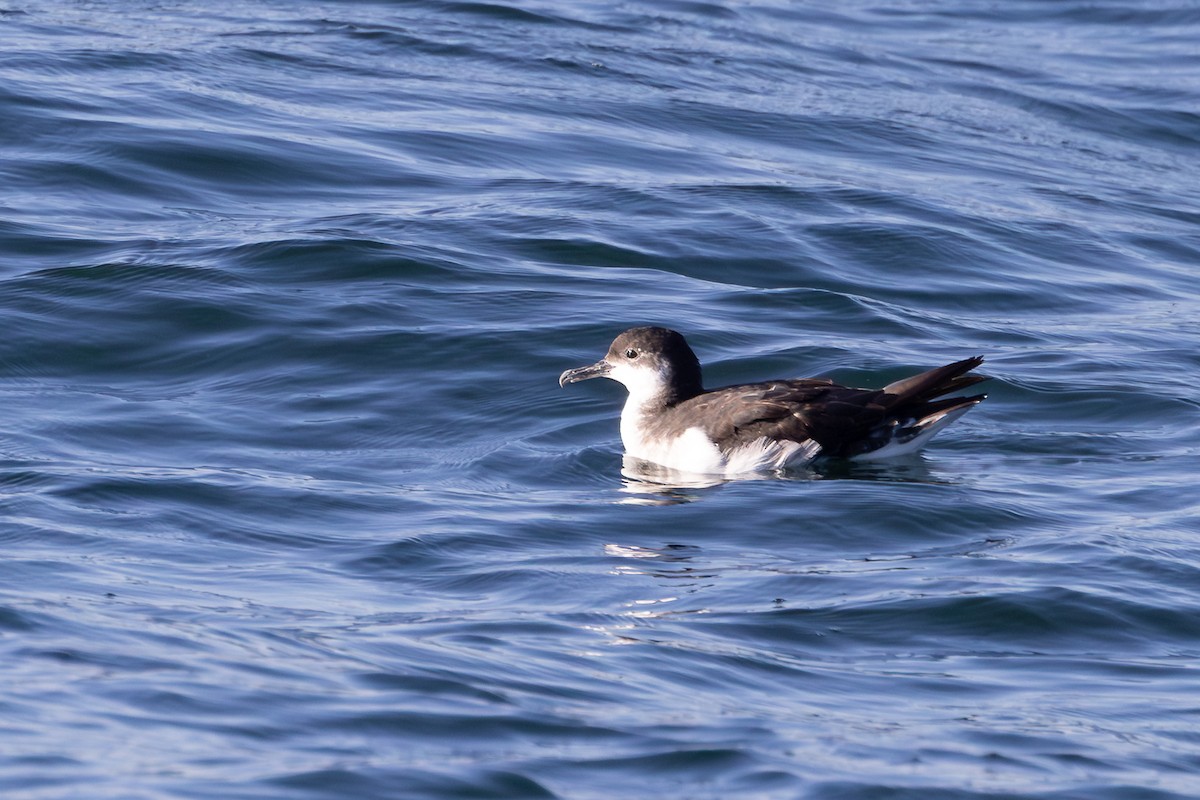 Manx Shearwater - ML645257802