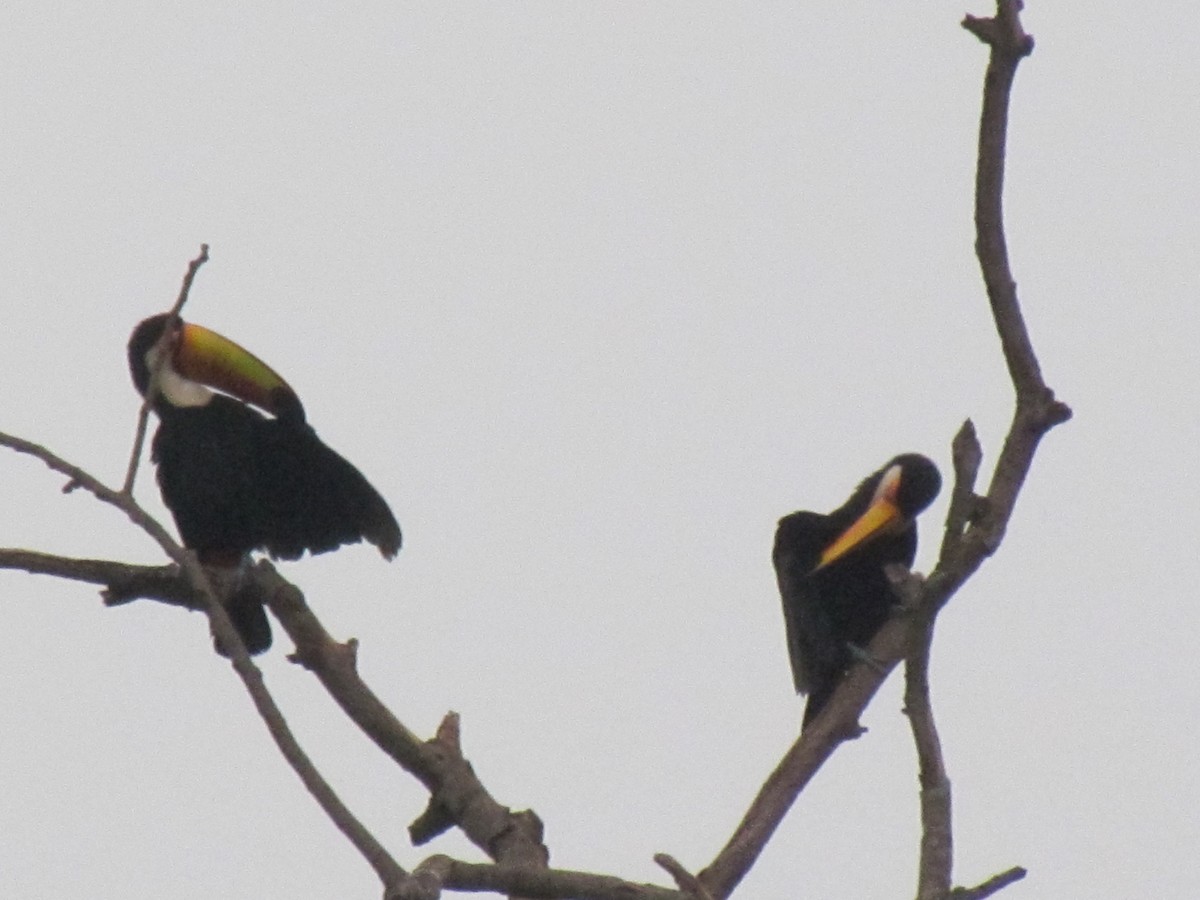 Toco Toucan - ML645257806