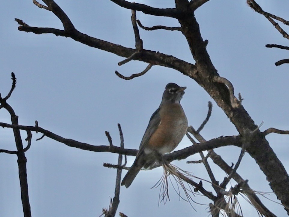 American Robin - ML645257809