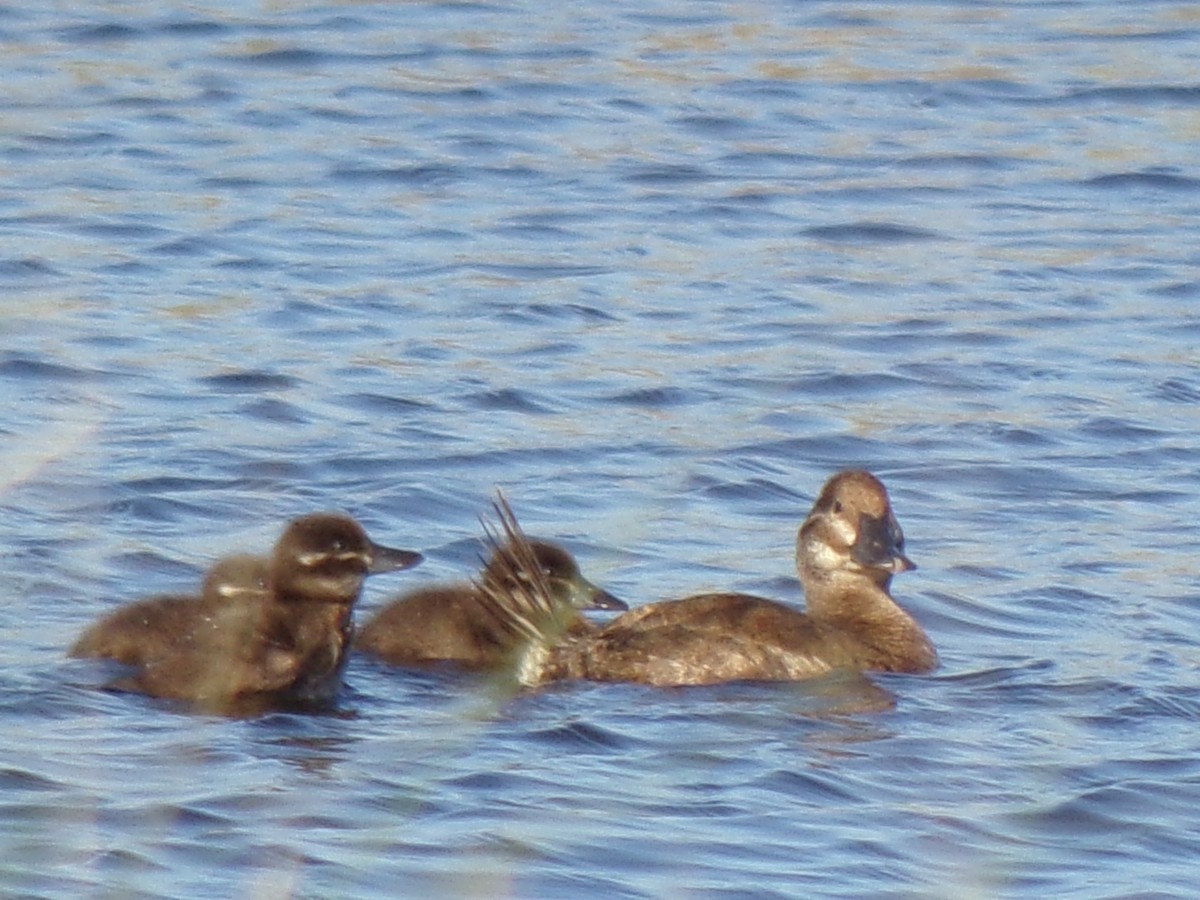 Lake Duck - ML645257810