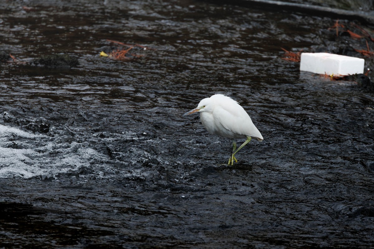 Chinese Egret - ML645257815
