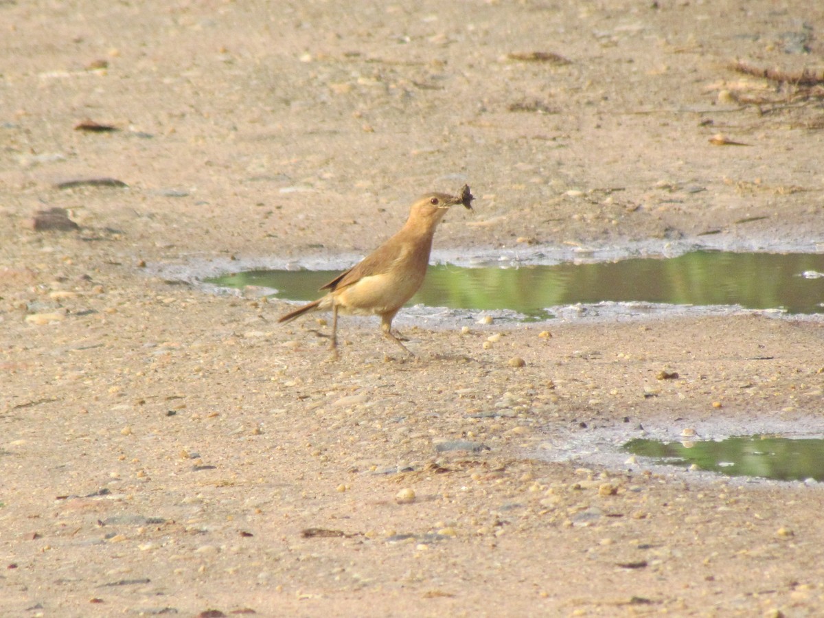 Rufous Hornero - ML645257817