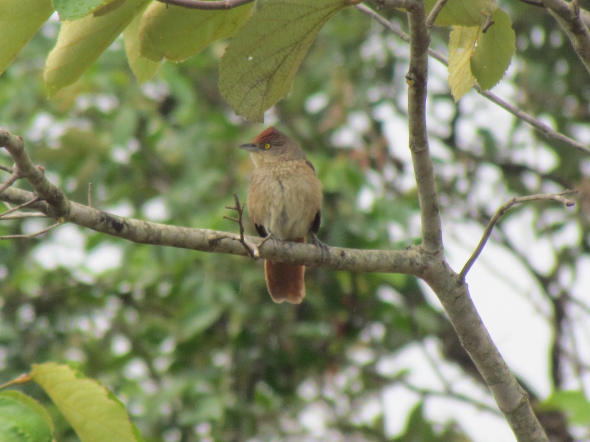 Greater Thornbird - ML645257828