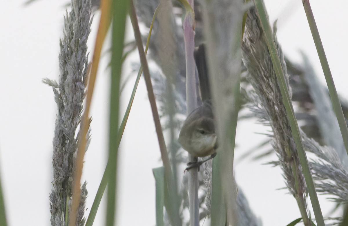 Stentorrohrsänger - ML645257834